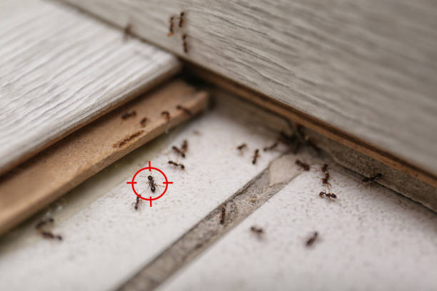 Best Termite Control Services  in North St Paul, MN