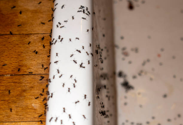 Spider Control Near Me in North St Paul, MN