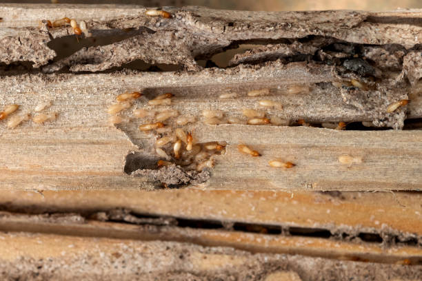 Best Commercial Pest Control Services  in North St Paul, MN